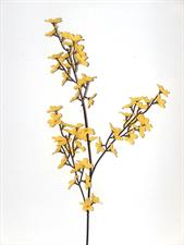 FIORE RAMO DI GINESTRA GIALLA H. 81CM.