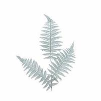 FIORI FERN RAMO H.200 CM. VARDE SALVIA